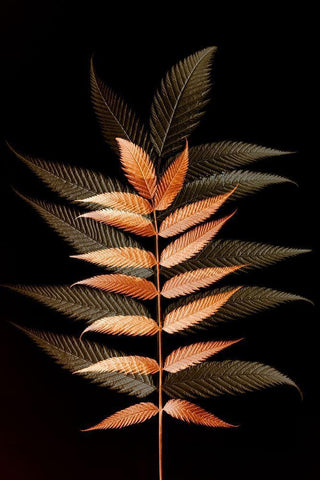 Fall Leaves 6 White Modern Wood Framed Art Print with Double Matting by Winstanley, Ian