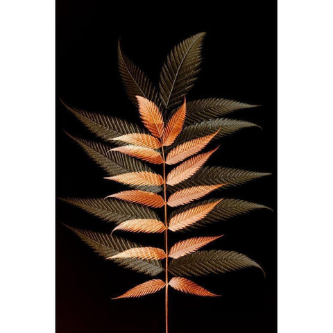 Fall Leaves 6 White Modern Wood Framed Art Print by Winstanley, Ian