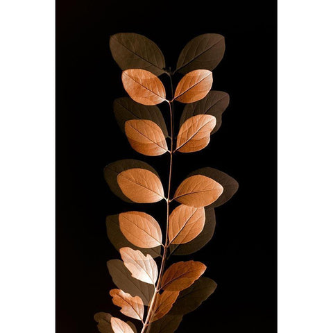 Fall Leaves 7 Black Modern Wood Framed Art Print with Double Matting by Winstanley, Ian