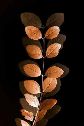 Fall Leaves 7 White Modern Wood Framed Art Print with Double Matting by Winstanley, Ian