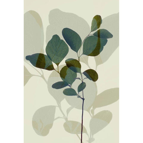 Green Leaves 7 Black Modern Wood Framed Art Print with Double Matting by Winstanley, Ian