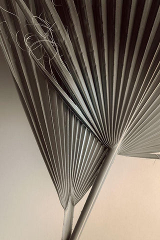 Fan Detail 8 White Modern Wood Framed Art Print with Double Matting by Winstanley, Ian