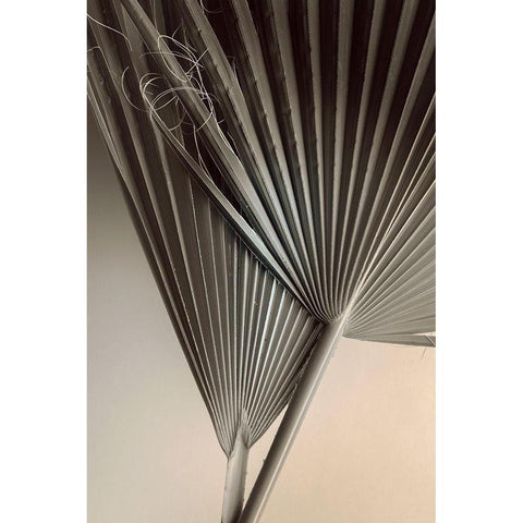 Fan Detail 8 Black Modern Wood Framed Art Print with Double Matting by Winstanley, Ian