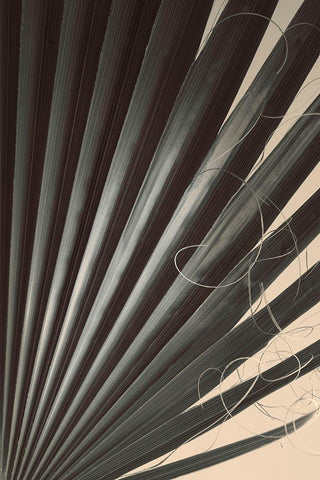 Fan Palm Detail 2 Black Ornate Wood Framed Art Print with Double Matting by Winstanley, Ian