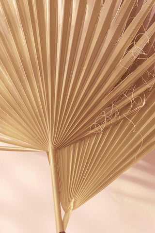 Pastel Fan 1 Black Ornate Wood Framed Art Print with Double Matting by Winstanley, Ian