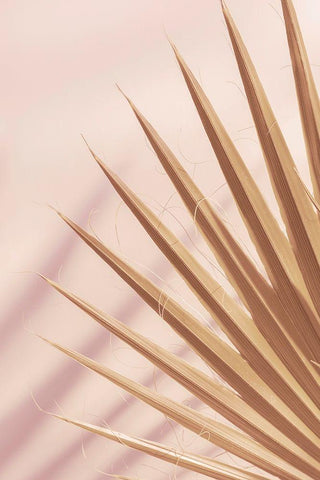 Pastel Fan 4 White Modern Wood Framed Art Print with Double Matting by Winstanley, Ian