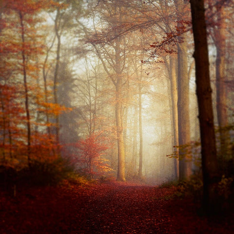 Fall Hike White Modern Wood Framed Art Print with Double Matting by Wustenhagen, Dirk