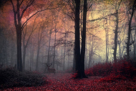 Forest Dream Black Modern Wood Framed Art Print by Wustenhagen, Dirk