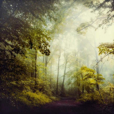 Glorious Woods White Modern Wood Framed Art Print by Wuestenhagen, Dirk