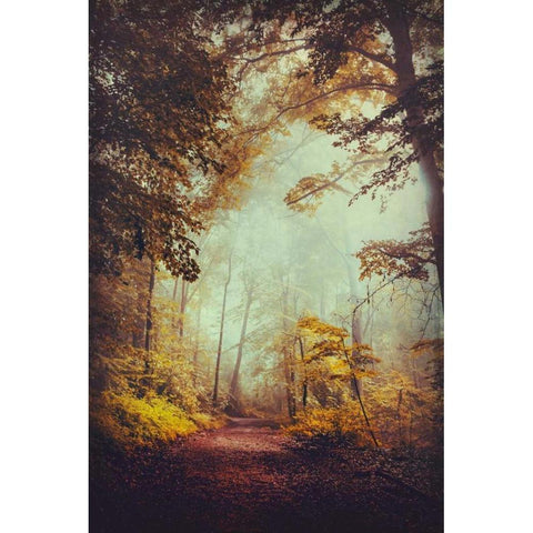 Silent Forest Black Modern Wood Framed Art Print by Wuestenhagen, Dirk