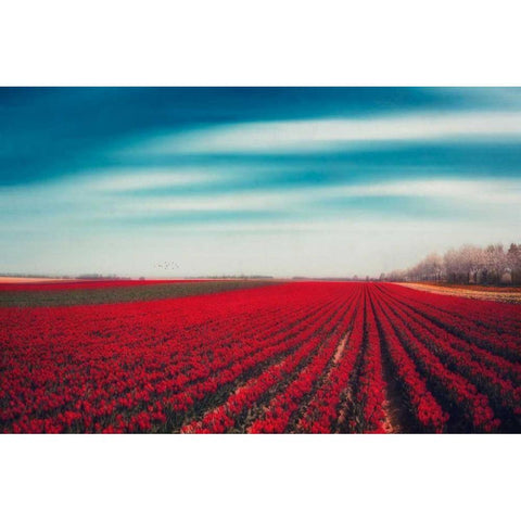 Tulips Black Modern Wood Framed Art Print with Double Matting by Wuestenhagen, Dirk