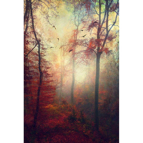 Haze Black Modern Wood Framed Art Print with Double Matting by Wuestenhagen, Dirk