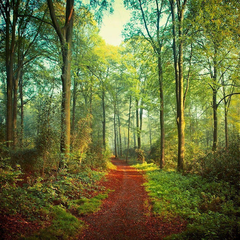Sunday Morning Walk Black Ornate Wood Framed Art Print with Double Matting by Wuestenhagen, Dirk