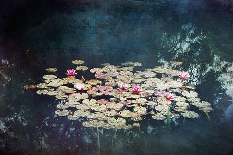 Waterlilies Black Ornate Wood Framed Art Print with Double Matting by Wuestenhagen, Dirk