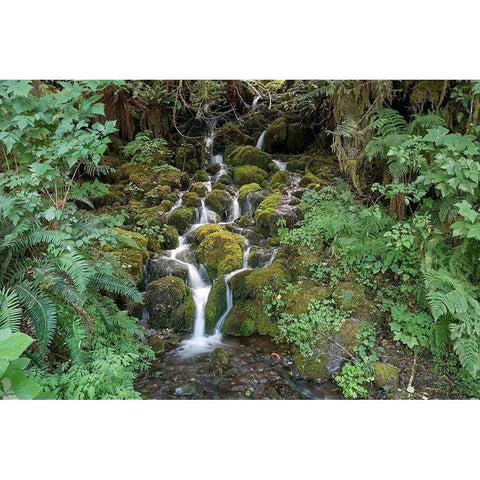 Fern Waterfall Black Modern Wood Framed Art Print with Double Matting by White, Lynda