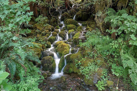 Fern Waterfall Black Ornate Wood Framed Art Print with Double Matting by White, Lynda