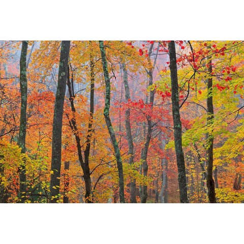 Crayola Black Modern Wood Framed Art Print by Zephyr, Patrick