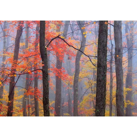 Fire in the Fog White Modern Wood Framed Art Print by Zephyr, Patrick