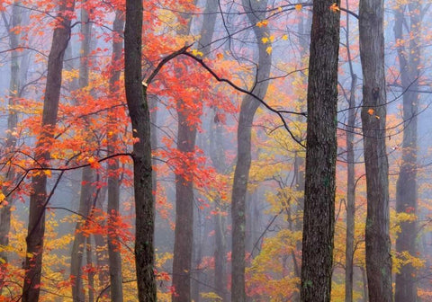 Fire in the Fog White Modern Wood Framed Art Print with Double Matting by Zephyr, Patrick