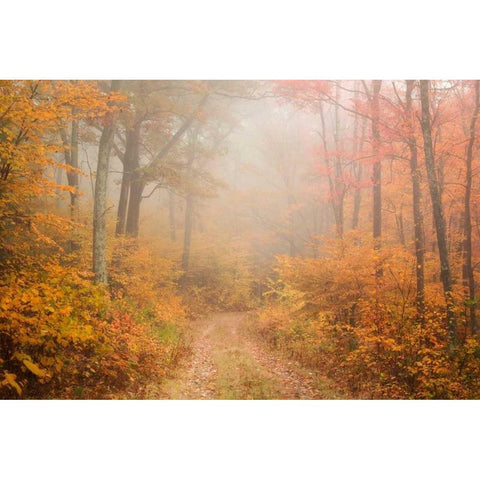 Passing Through White Modern Wood Framed Art Print by Zephyr, Patrick