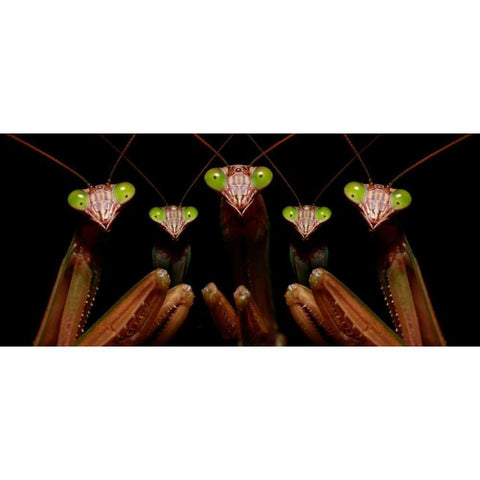 Praying Mantis: Family Portrait Black Modern Wood Framed Art Print with Double Matting by Zephyr, Patrick