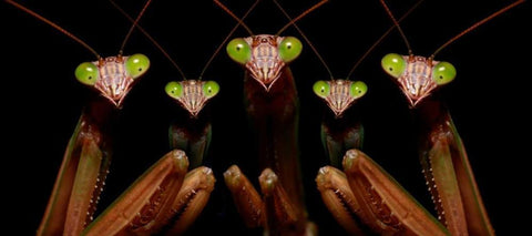 Praying Mantis: Family Portrait Black Ornate Wood Framed Art Print with Double Matting by Zephyr, Patrick