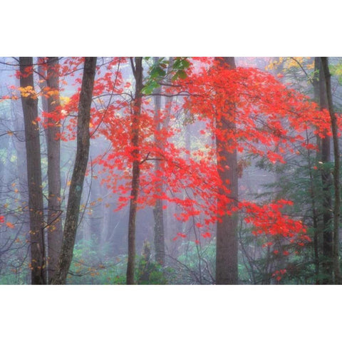 Splash of Red Gold Ornate Wood Framed Art Print with Double Matting by Zephyr, Patrick