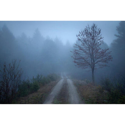 Spring Fog White Modern Wood Framed Art Print by Zephyr, Patrick
