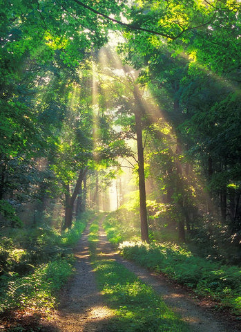 Forest Sunshine Black Ornate Wood Framed Art Print with Double Matting by Zephyr, Patrick