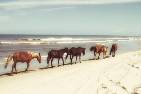 Horses on the Beach Black Ornate Wood Framed Art Print with Double Matting by Mansfield, Kathy