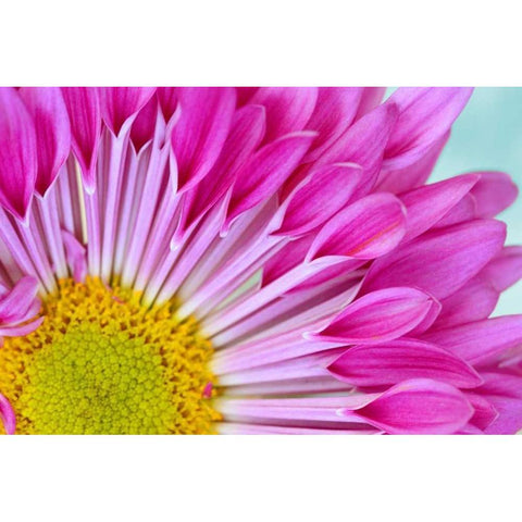 Fuschia Bloom White Modern Wood Framed Art Print by Peck, Gail