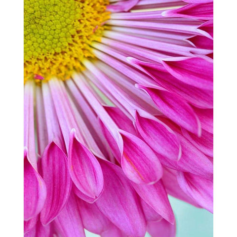 Fuschia Bloom Black Modern Wood Framed Art Print by Peck, Gail