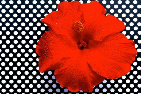 Red Hibiscus White Modern Wood Framed Art Print with Double Matting by Peck, Gail