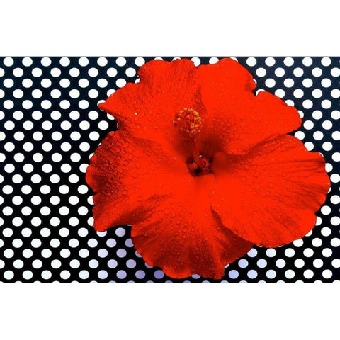 Red Hibiscus White Modern Wood Framed Art Print by Peck, Gail