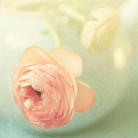 Vintage Peony II White Modern Wood Framed Art Print with Double Matting by Gardner, Sarah