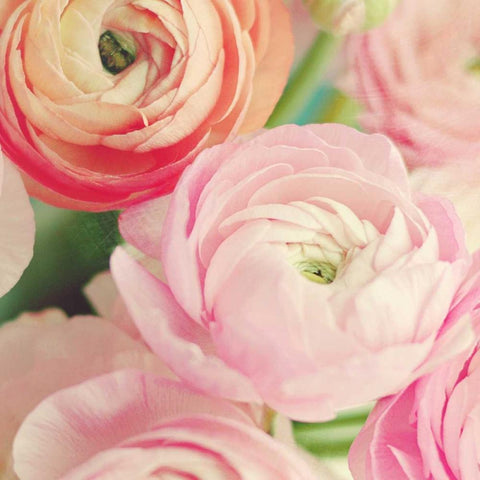 Blushing Blossoms Square II White Modern Wood Framed Art Print by Gardner, Sarah