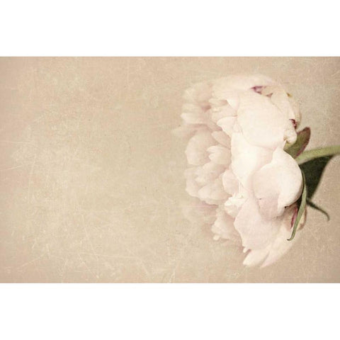 Alluring Flower White Modern Wood Framed Art Print by Gardner, Sarah