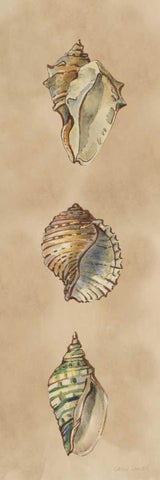 Seashells Panel II White Modern Wood Framed Art Print with Double Matting by Loreth, Lanie