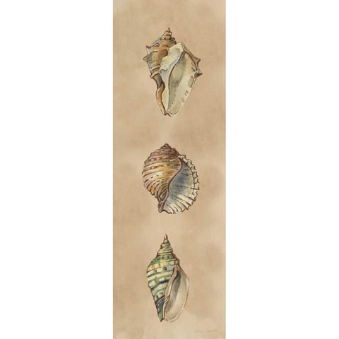 Seashells Panel II Black Modern Wood Framed Art Print with Double Matting by Loreth, Lanie