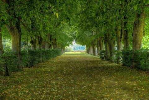 French Gardens White Modern Wood Framed Art Print with Double Matting by Lake, Shelley