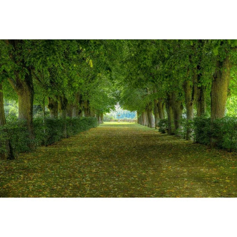 French Gardens Black Modern Wood Framed Art Print by Lake, Shelley