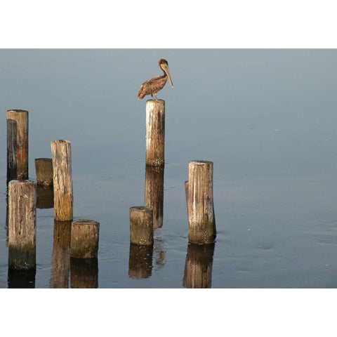 Pelican I White Modern Wood Framed Art Print by Nawrocke, Bruce