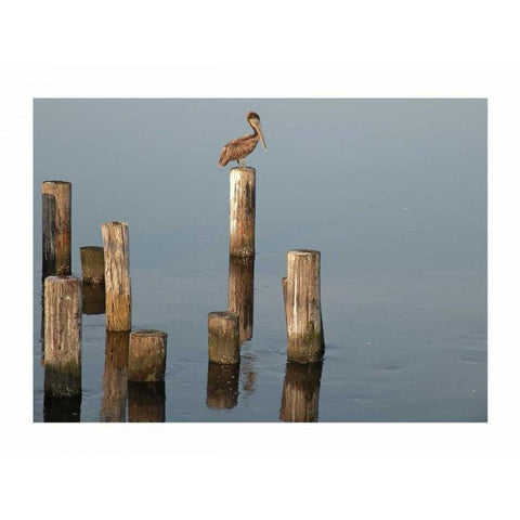 Pelican I Black Modern Wood Framed Art Print with Double Matting by Nawrocke, Bruce
