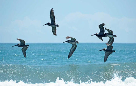 Pelican II Black Ornate Wood Framed Art Print with Double Matting by Nawrocke, Bruce