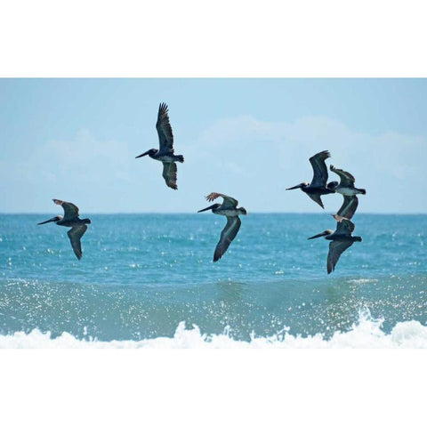 Pelican II Black Modern Wood Framed Art Print with Double Matting by Nawrocke, Bruce