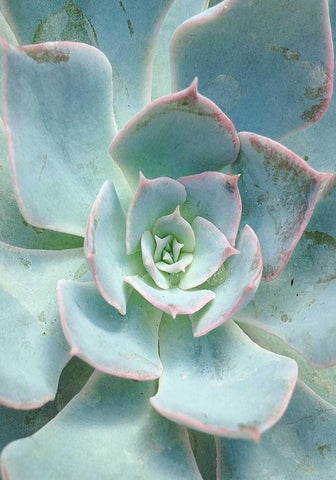Teal Succulent Vertical Black Ornate Wood Framed Art Print with Double Matting by Bryant, Susan