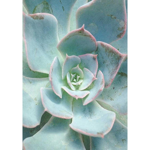 Teal Succulent Vertical Black Modern Wood Framed Art Print with Double Matting by Bryant, Susan