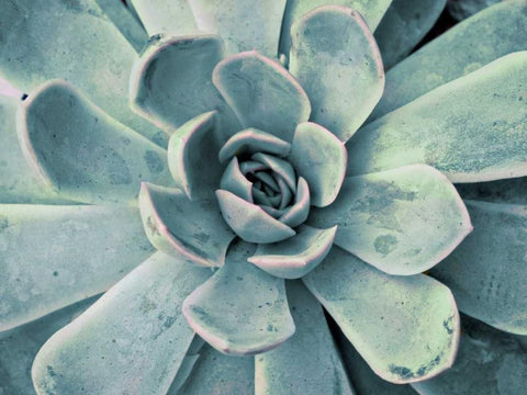 Teal Succulent Black Ornate Wood Framed Art Print with Double Matting by Bryant, Susan