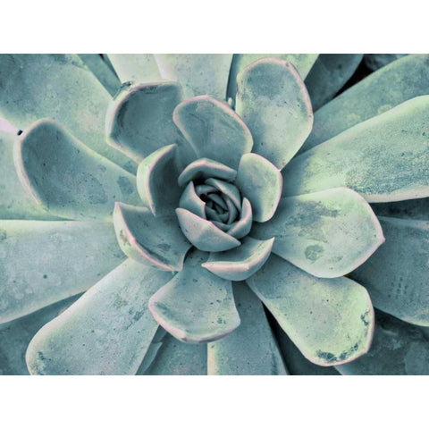 Teal Succulent White Modern Wood Framed Art Print by Bryant, Susan