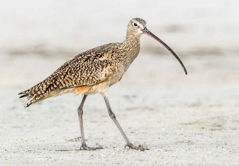 Long Billed Curlew White Modern Wood Framed Art Print with Double Matting by Lake, Shelley